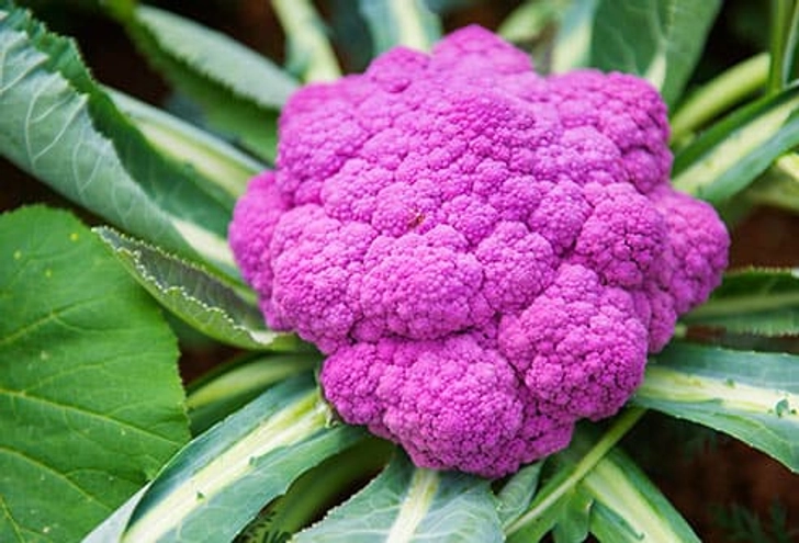 Cauliflower Cauliflower