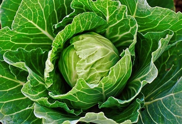 Cabbage Poultice Cabbage Poultice