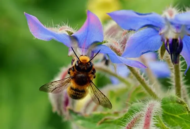 Bee Venom Bee Venom
