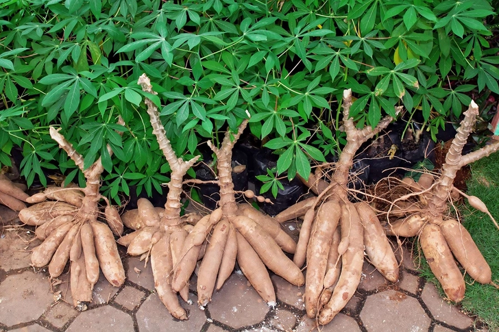 Cassava Cassava