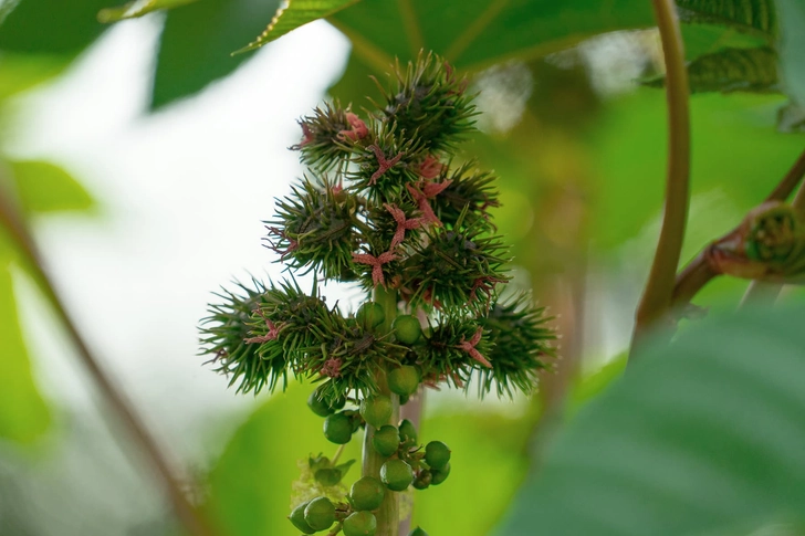 Castor Beans