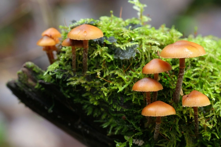 Wild Mushrooms