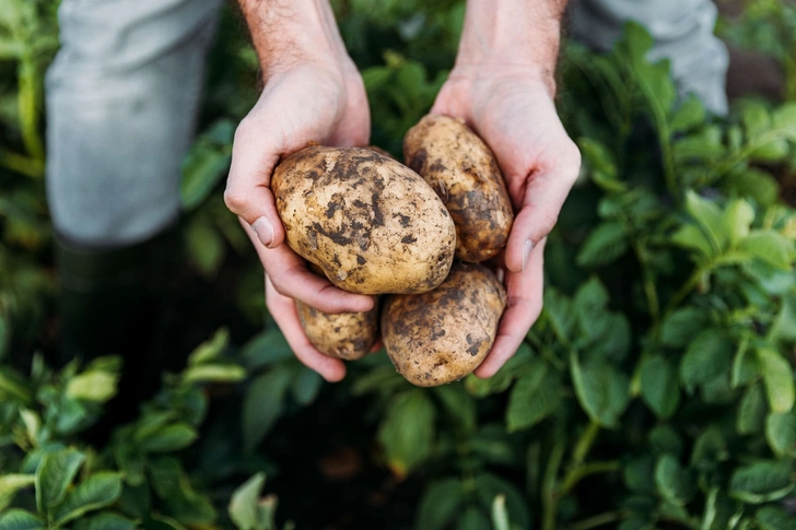 Raw Potatoes Raw Potatoes