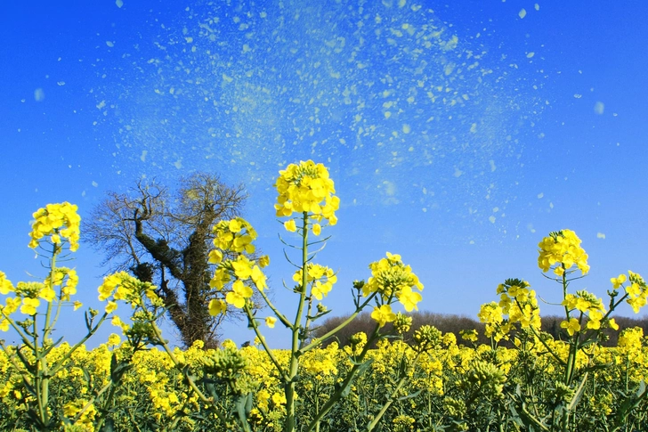 Allergies
