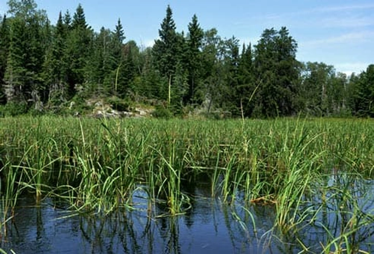 Wild Rice’s Big Secret