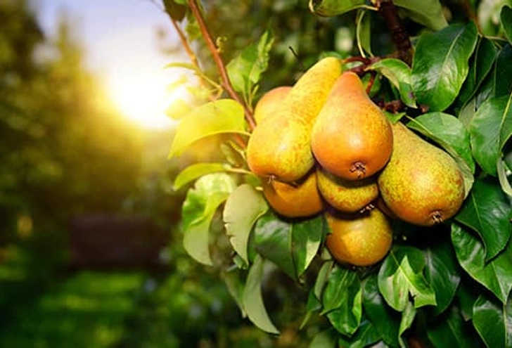 Pears Pears