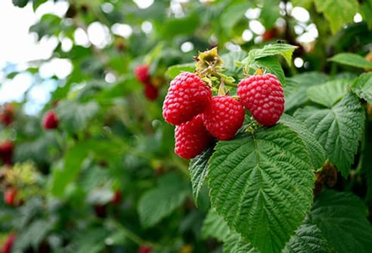 Raspberries Raspberries