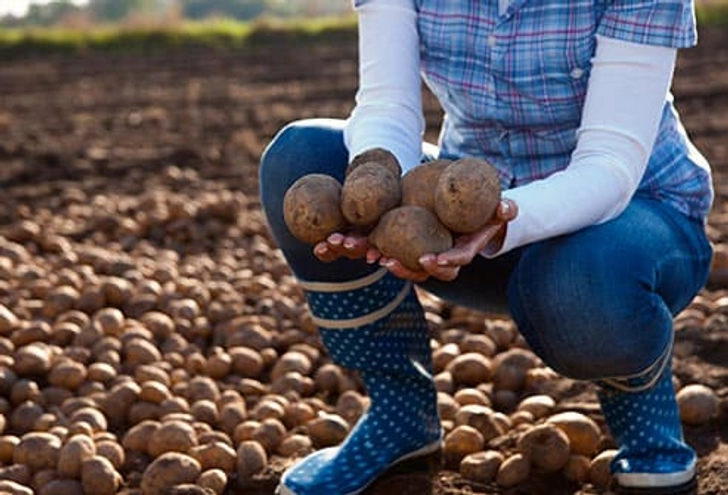 Potatoes: Buy Local