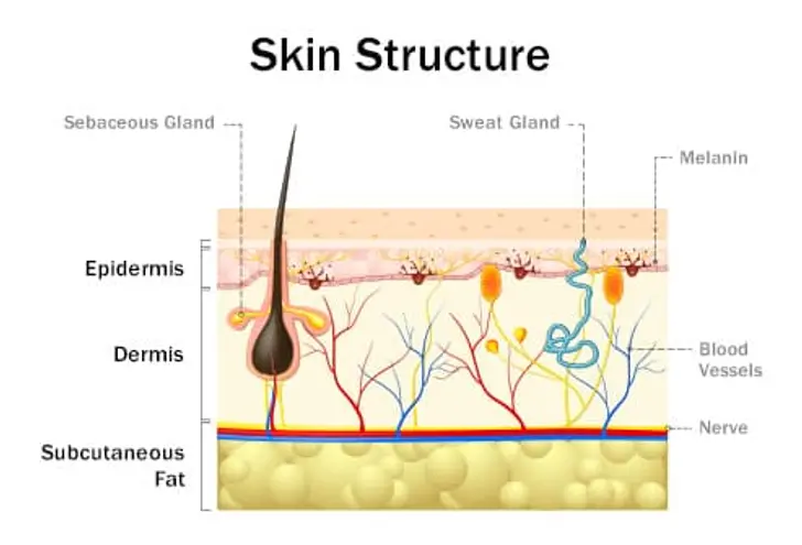 Your Skin