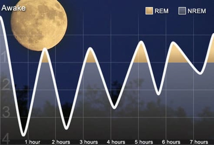 The Sleep Cycle