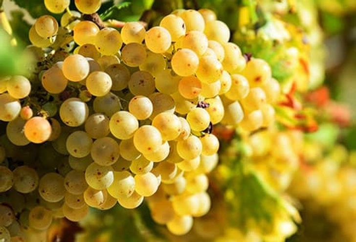 Grapes Grapes