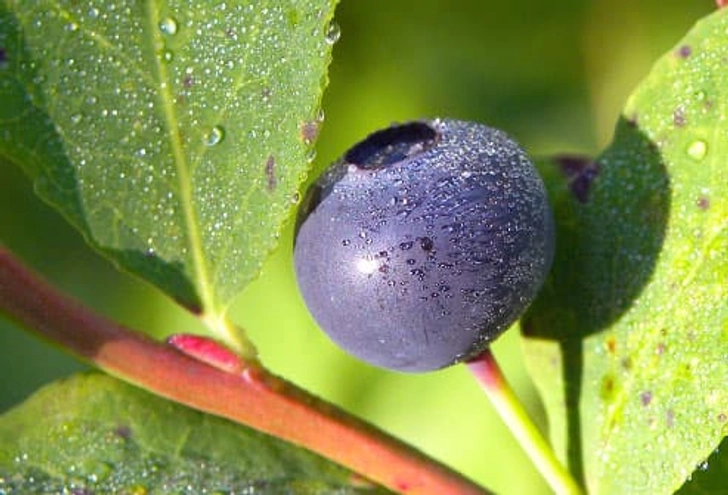 Huckleberries