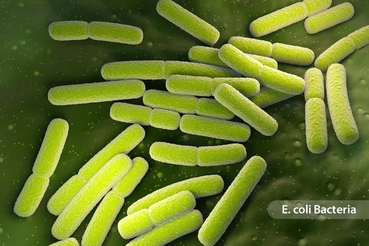 photo of e coli bacteria