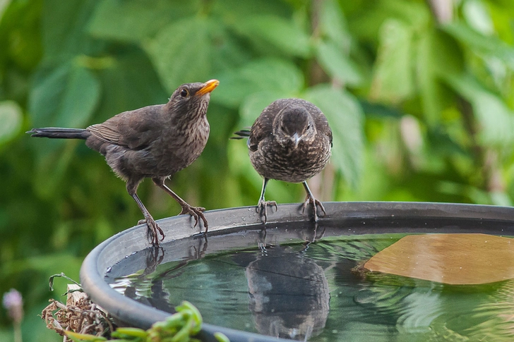 Toss Standing Water