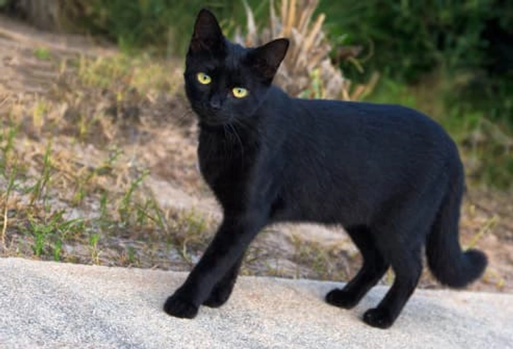 Cats