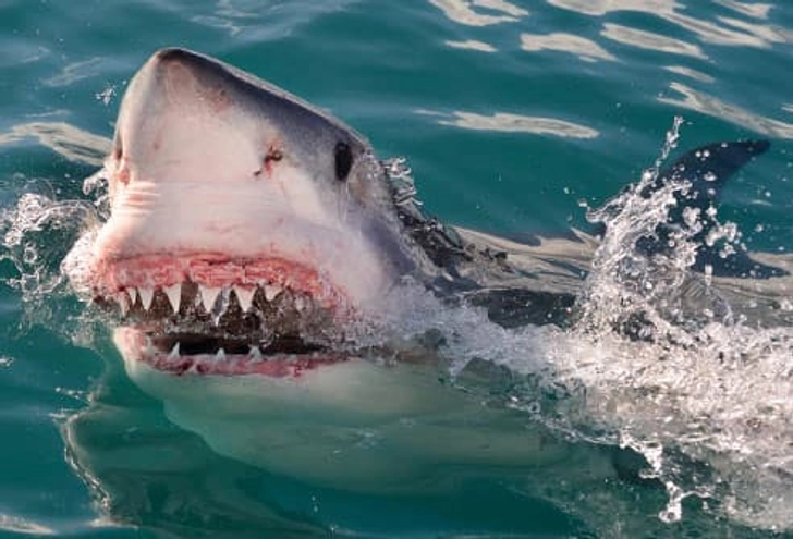 Sharks
