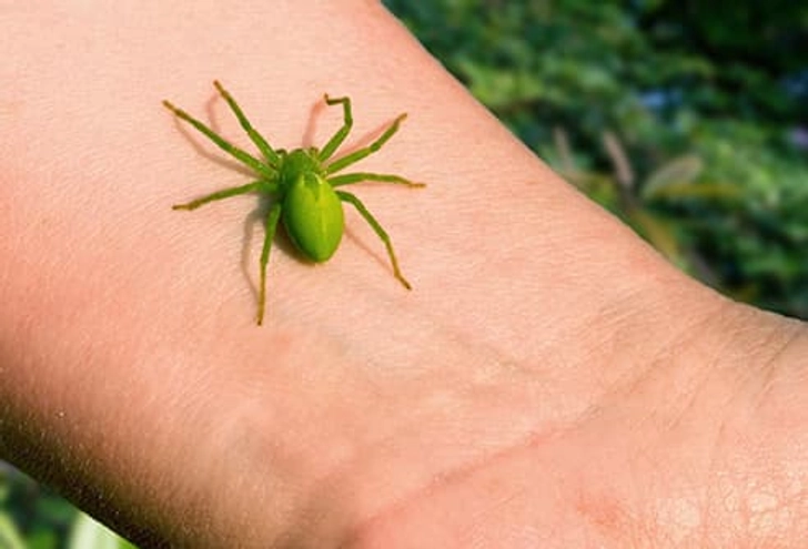 Spiders