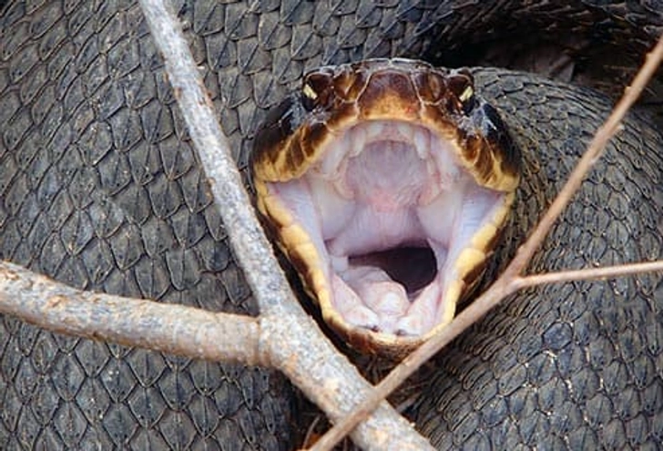 Snakes