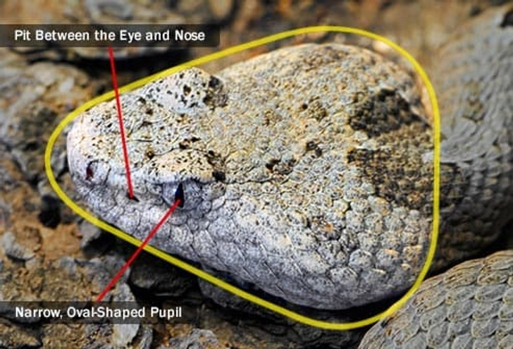 Pit Vipers