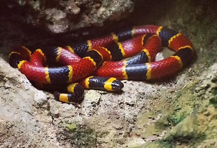 Coral Snakes Coral Snakes