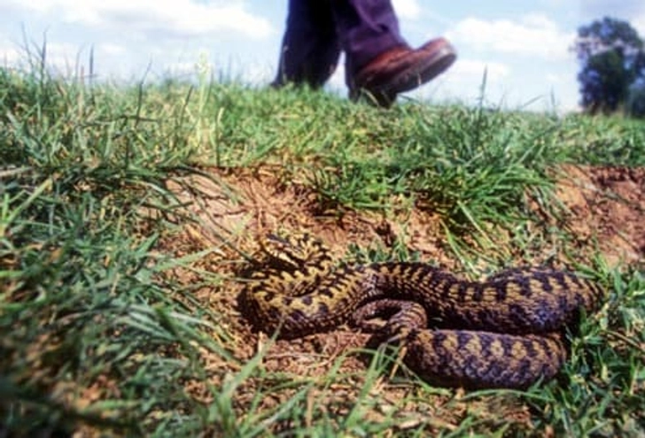 How to Prevent Snakebites