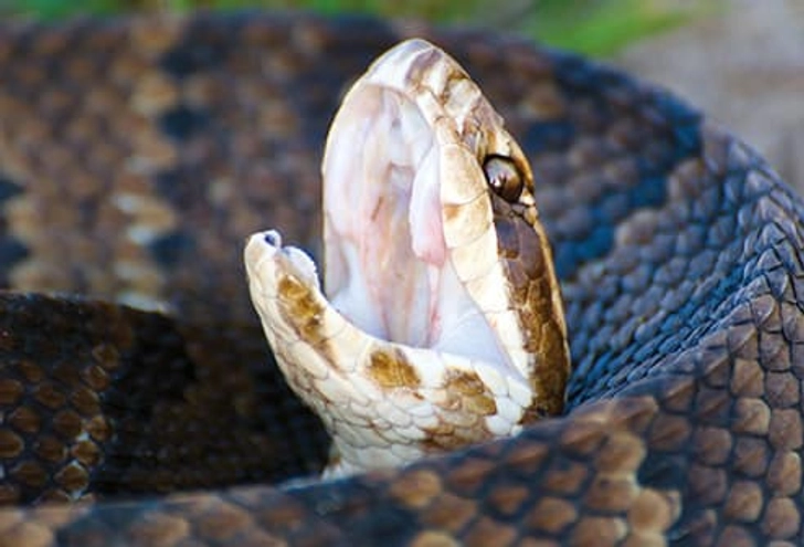 Pit Vipers: Cottonmouths Pit Vipers: Cottonmouths