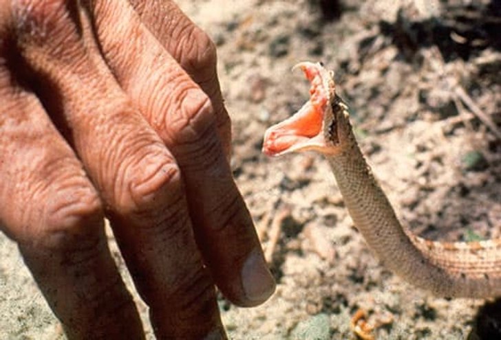 Why Snakes Bite Why Snakes Bite