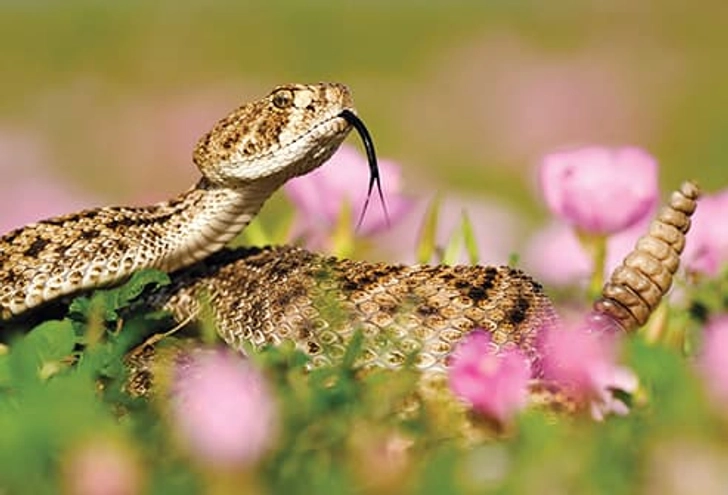 Pit Vipers: Rattlesnakes Pit Vipers: Rattlesnakes