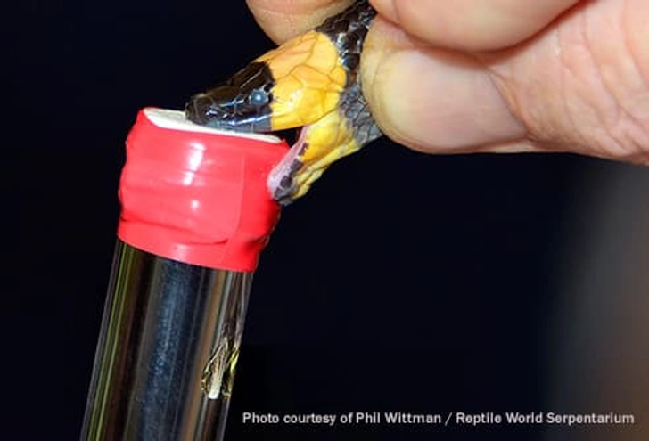 Coral Snake Venom Coral Snake Venom