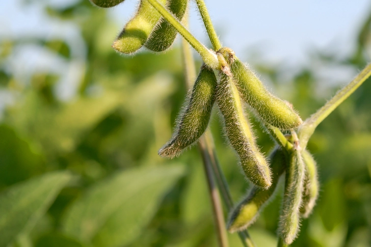 GMO