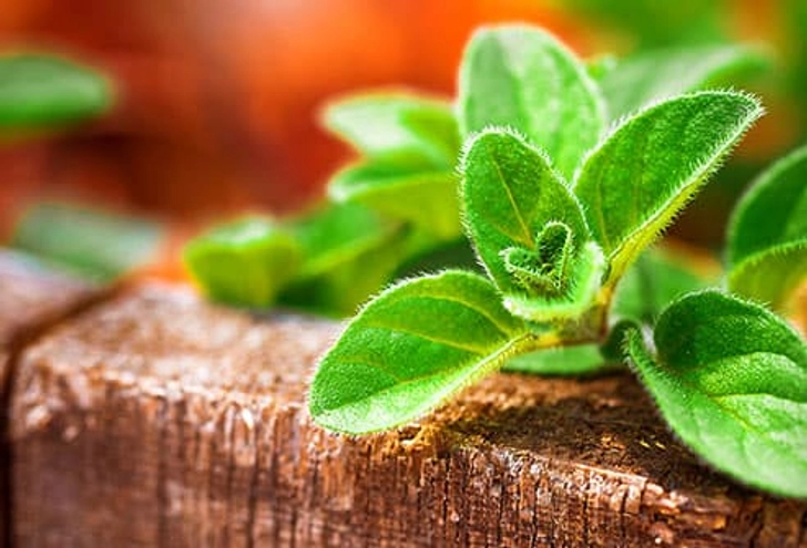 Oh Yeah, Oregano