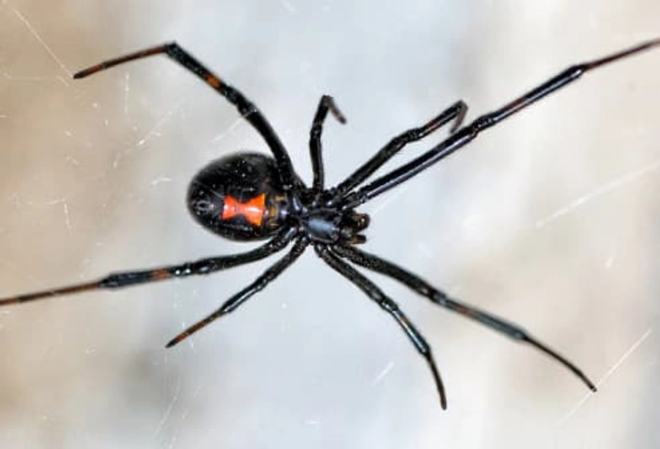 Black Widows Black Widows