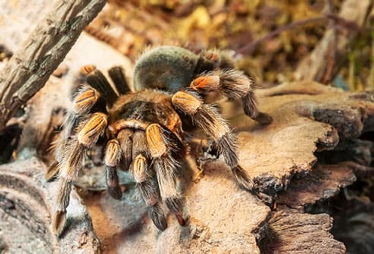 Tarantulas Tarantulas