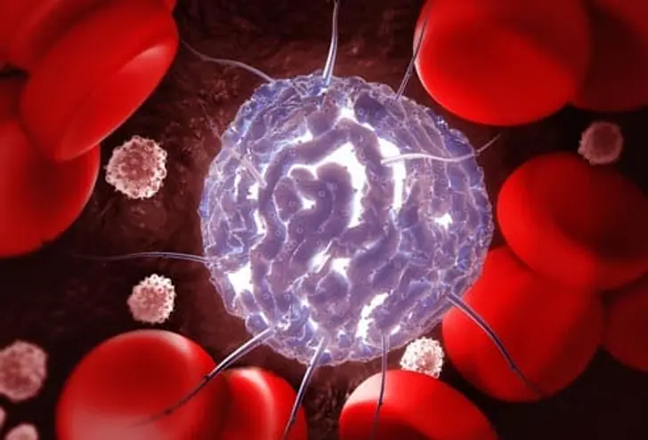 What are Stem Cell Transplants?