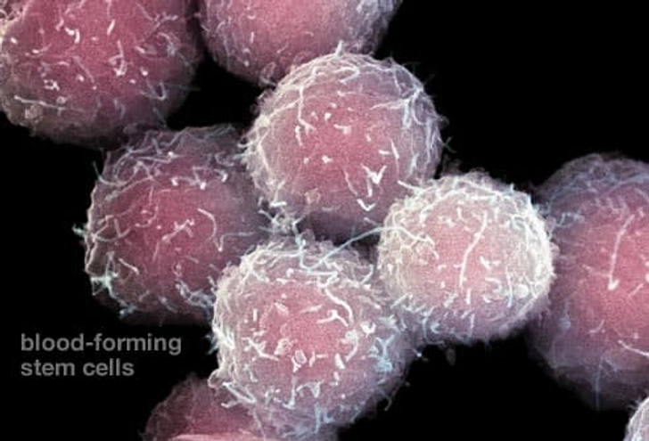 Waiting for Stem Cells to "Take"
