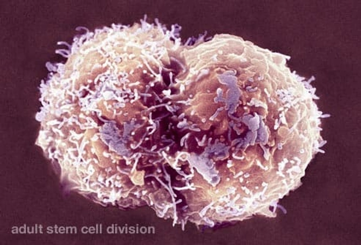 Where do Stem Cells Come From?