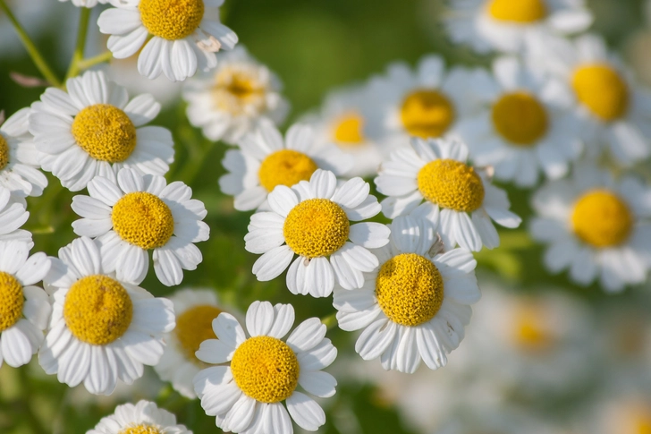 Feverfew