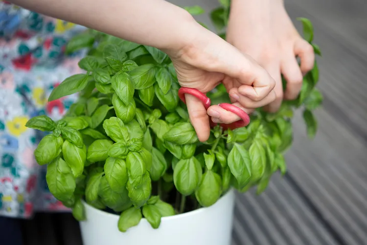 photo of child harvesting leaves from a basil plan
