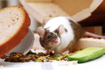 Get Rid of Pests Get Rid of Pests