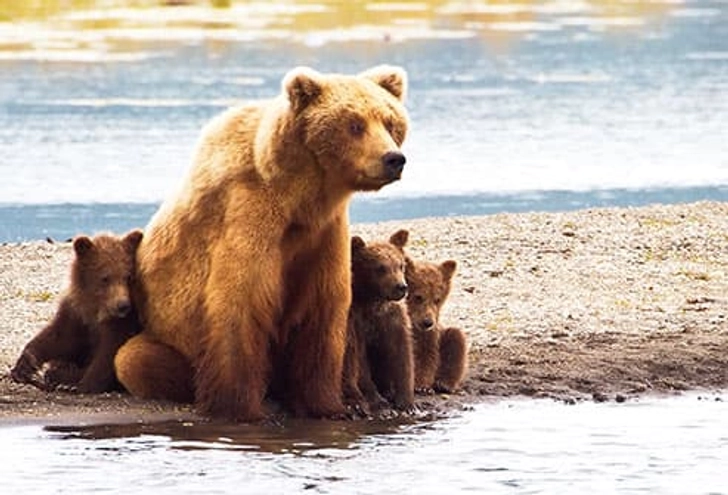 Run-in With a Bear