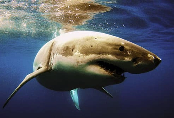 Is That a Shark Fin? Is That a Shark Fin?