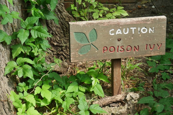 Plant Rashes Plant Rashes