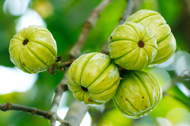 Garcinia Cambogia Garcinia Cambogia