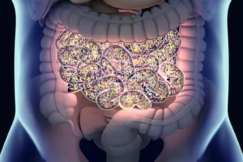 photo of gut flora microbiome