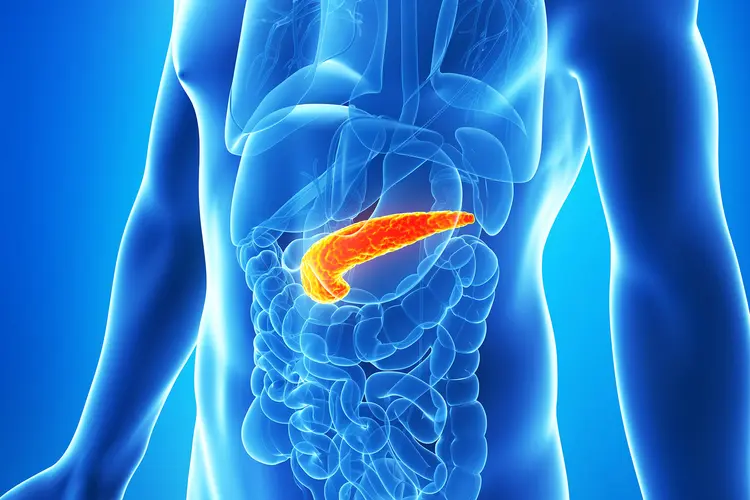 photo of pancreas anatomy abdomen