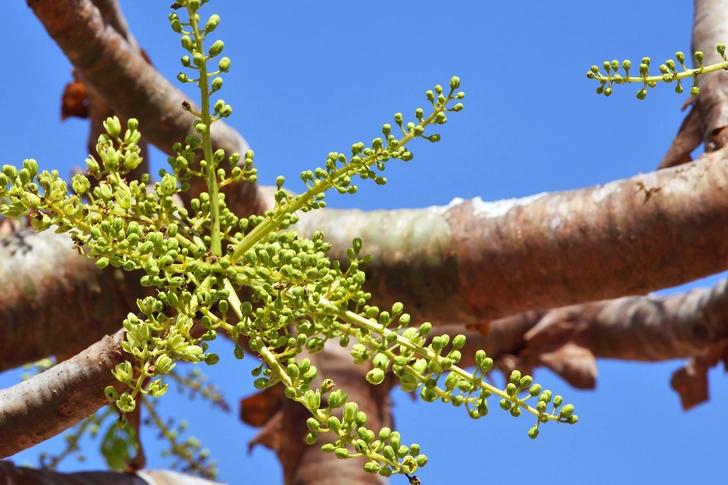 Boswellia