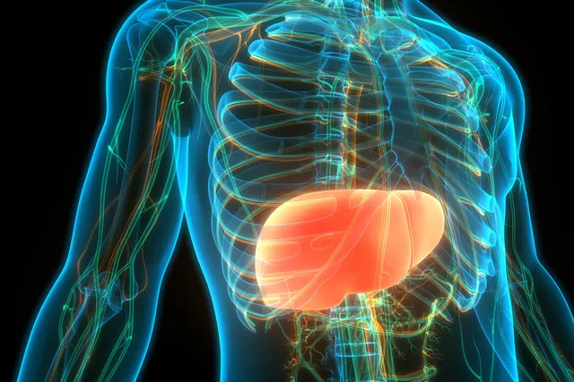 How Your Liver Works