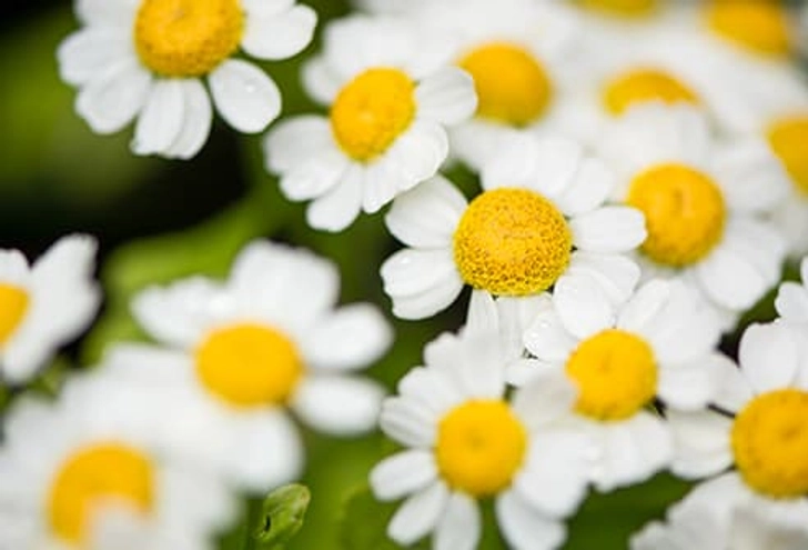 Feverfew