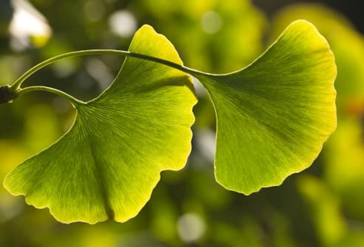 Ginkgo