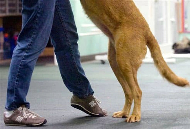 Fact: Dogs Can Dance Fact: Dogs Can Dance